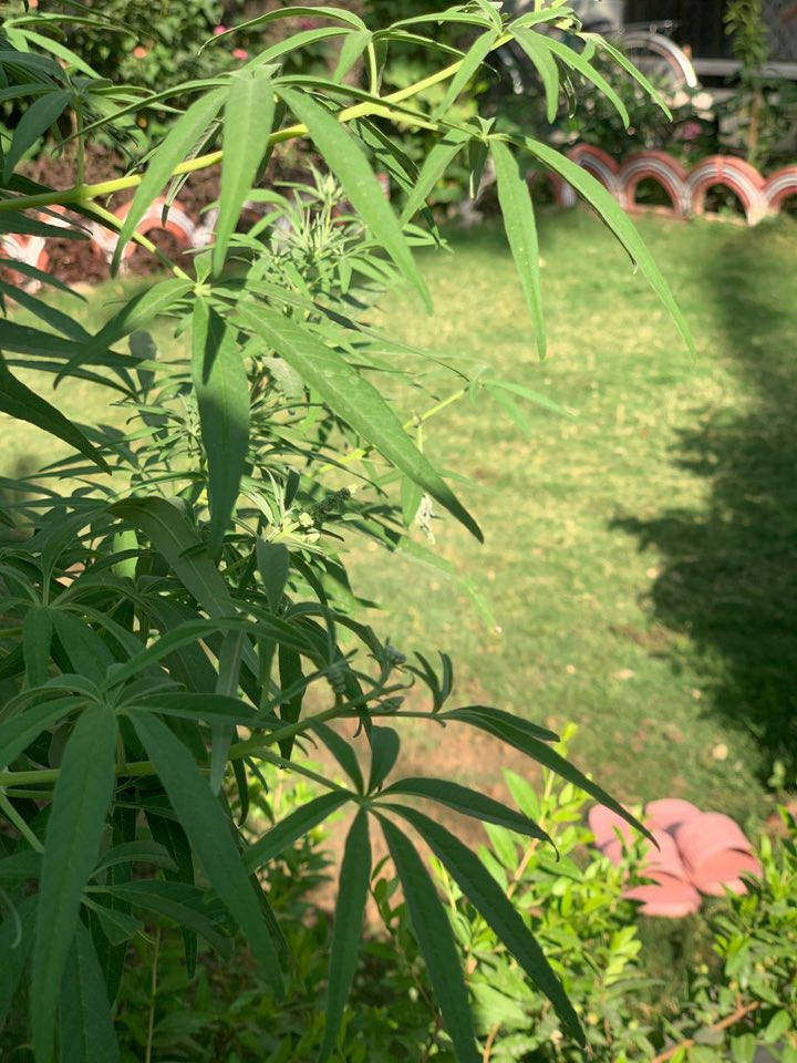 اعلان مميز 
دار 🏠 سكن للبيع 
طابو صرف 
مساحة الدار ٢٤٣ متر واجهية ٩ ونزال ٢٧
يحتوي على كراج يكفي لسيارتين مع حديقه
يتكون من طابقين الطابق الاول
هول زائداً  استقبال ٨ ونص متر
صالة جلوس كبيره مع صحيات  وغرفة نوم مع ترك خلف الدار لاغراض الطبخ والخبز
الطابق الثاني يحتوي على ٤ غرف 
العنوان الزعفرانيه دور المعلمين خلف سوق الكبيسي او سوق الهوى قرب مدرسة الشرق
محله ٩٦٢ 
الشارع بعرض ١٢ متر 
للاستفسار والطلب يرجى التواصل على رقم صاحب الدار 
***********
