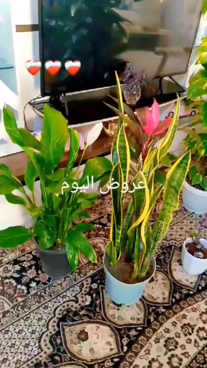 انسب الاسعار


**إذا كنت صاحب هذا الإعلان وتريد حذفه لأي سبب، رجاءا أرسل رسالة إلى الدعم الفني**