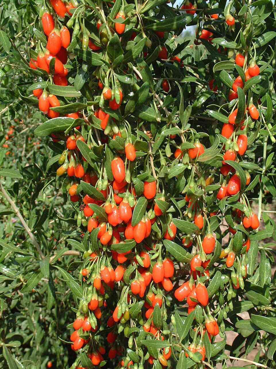 🌿🍒 يتوفر الآن في مشتل الشاهين الزراعي 🍒🌿
شتلات فاكهة الكوجي (Goji Berry) 🌱

📌 فاكهة صحية غنية بالعناصر
📌 مناسبة للحدائق والمزارع المنزلية
📌 تحمل الحرارة وبإنتاج جميل في الربيع والخريف
       تحتوي على مادة البربرين الصحيه 

---

🌱 معلومات عن النبات

🍒 الاسم العلمي: Lycium barbarum
🍒 الاسم التجاري: فاكهة الكوجي
🍒 نوع النبات: شجيرة معمّرة
🍒 يناسب أجواء المناطق الدافئة مثل بغداد
🍒 يعطي إنتاجاً ربيعياً وخريفياً

---

💚 مميزات الشتلة

✔ ارتفاع نمو جيد
✔ مناسب للزراعة في الحديقة أو البساتين
✔ إنتاج جميل من الثمار الحمراء الصحية
✔ يتحمل الحرارة ومعتدل التحمل للبرد
✔ سهل العناية وريّ بسيط منتظم

---

💰 السعر

📍 5,000 دينار عراقي فقط لكل شتلة
📍 متوفرة بكميات جيدة
📍 الجودة مضمونة من مشتل الشاهين الزراعي

---

📍 العنوان

مشتل الشاهين الزراعي
بغداد – الدورة
قرب شركة دجلة للمشروبات الغازية
الشارع المقابل لعلوة الرشيد
خلف منطقة أبو دشير

📞 للحجز والاستفسار: ***********

---

🌿🍒 اشترِ الآن وابدأ موسم زراعة صحي ومثمر! 🍒🌿

---
