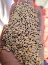 شعير أوكراني • نظيف • توصيل مجاني