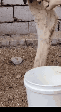 وين جنايه دابه سمتال ام2بطن وراها بجر وتحلب وكتين 15كيلو وامينه كلش مال بيت وانطي 10 ايام شروط جني ومناسبه كلش #لسعر2450 مكان بابل شوملي ***********/////*********** لاثير بي واتسااب
