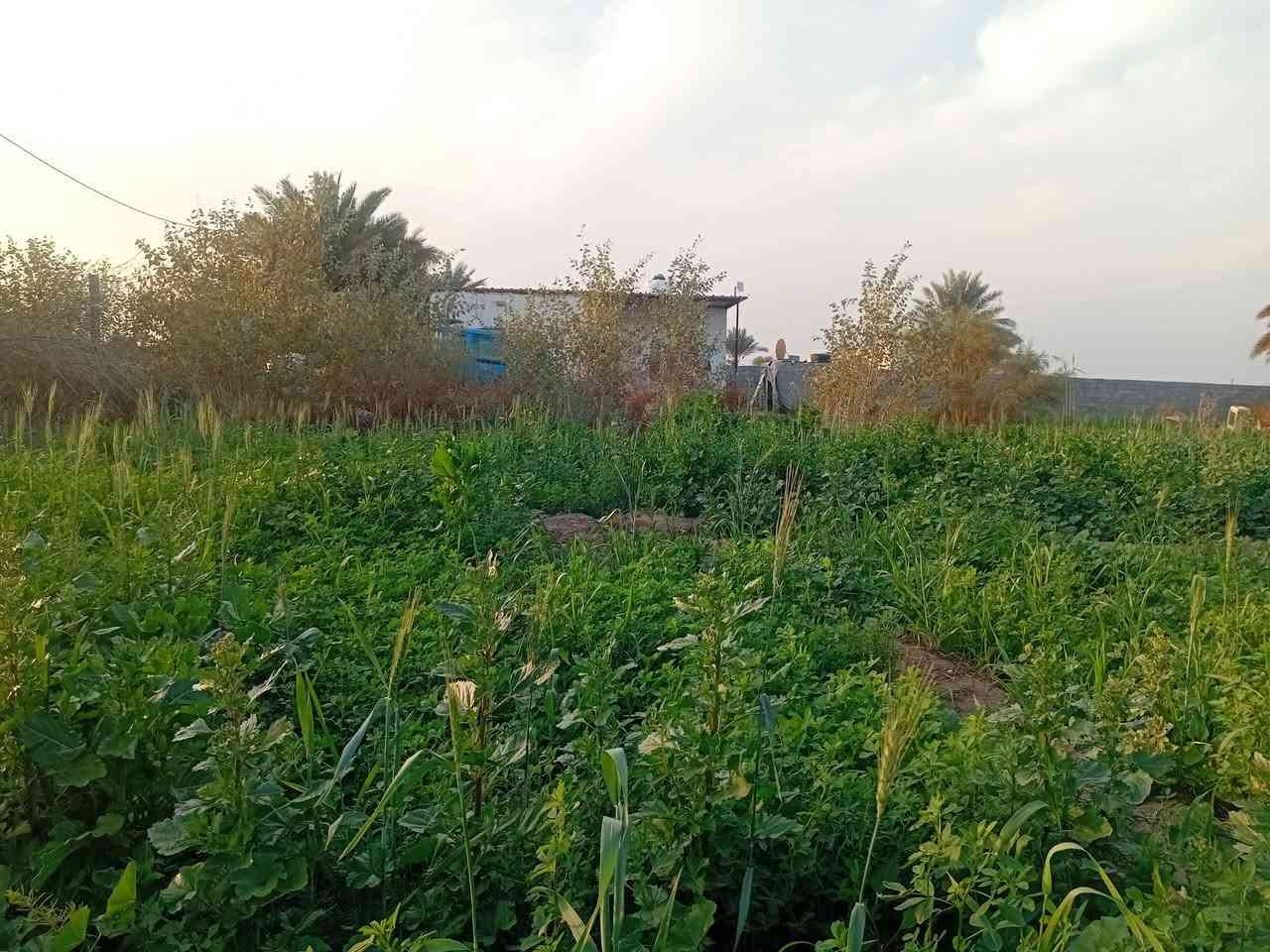 دونم سؤاحي استثماري في اليوسفية بيرالحمام بيةبيت٩٠ متر وبيةثلاث حقول دواجن مع منضومة طاقةشمسيةمع غرفة مولدمع ماء اسالة وكهرباء ثري فيز ب١٠٠وبية مجال اتصل ***********ابوعبداللةواتساب
