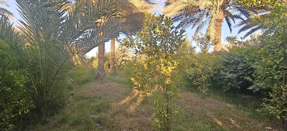 يا الله 
بستان 3 دوانم ونص مع دار و مشتمل قيد البناء للبيع 
مسيج بالكامل يحتوي على تخيل و أشجار مثمرة 
منطقة للوند


**إذا كنت صاحب هذا الإعلان وتريد حذفه لأي سبب، رجاءا أرسل رسالة إلى الدعم الفني**