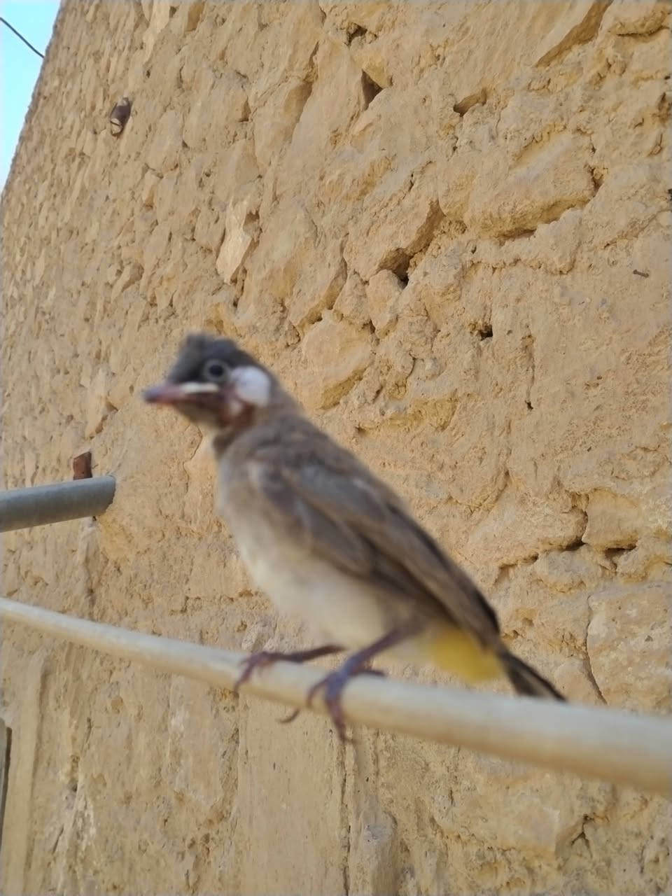 بلبل اليف فول لبيع


**إذا كنت صاحب هذا الإعلان وتريد حذفه لأي سبب، رجاءا أرسل رسالة إلى الدعم الفني**