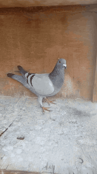 السلام عليكم متاح تك طيره قلمين رابطتهه 2025 طيره حلوه مكاني بغداد حي ؤر ام الكبر والغزلان وهذا رقمي ***********
