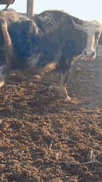 بسم الله الرحمن الرحيم جاموسه فراتي خط اول  ماخض عليها 7 شهور شرط فحص بيطار كل شروط الجني زكطه وعيب وصحة حد الولاد فقيره كلش العنوان ميسان *********** ***********
