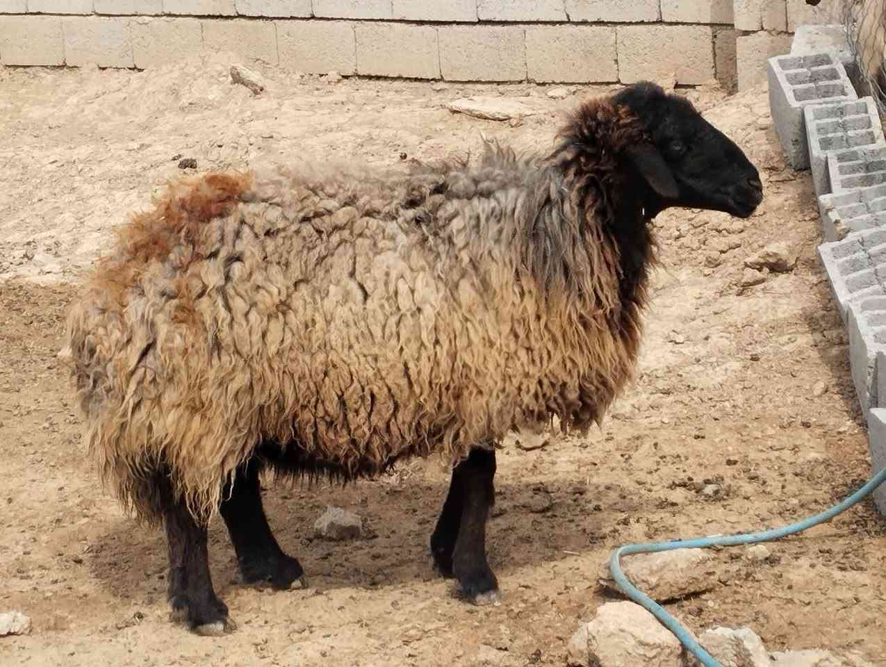 نعجه للبيع الاتصال ب***********
