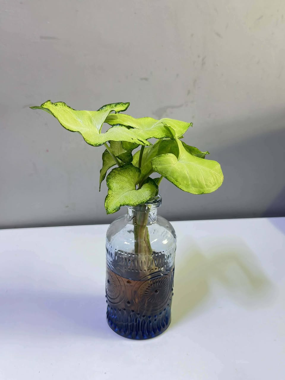 قوارير كيوت زرع طبيعي ب3500


**إذا كنت صاحب هذا الإعلان وتريد حذفه لأي سبب، رجاءا أرسل رسالة إلى الدعم الفني**