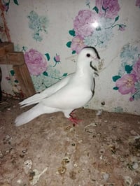 طيره ارفليه • زينة • الرمادي