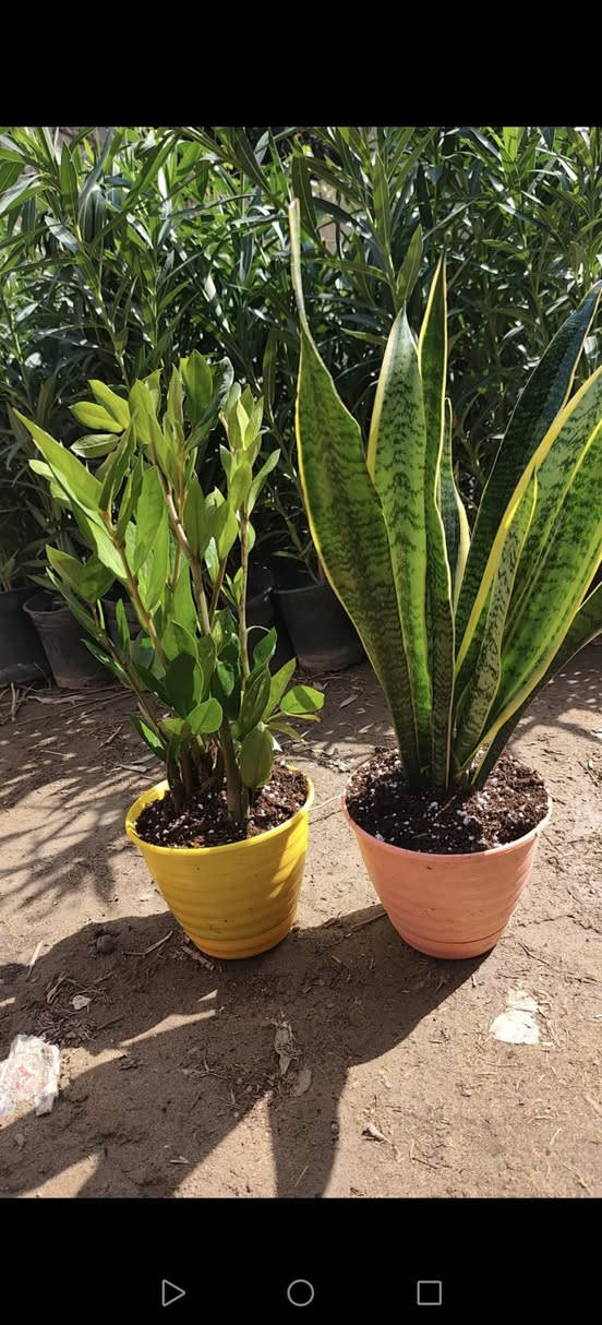 مشتل نعناعه الرفاعي الصوب الاول مجاور جسر المشاة بتجاه السايلو مقابل مدرسة الرقيم الاهليه يوجد خدمة توصيل ***********
