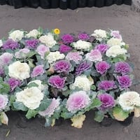 مشتل علاء • الصقلاويه • اشجار ونباتات