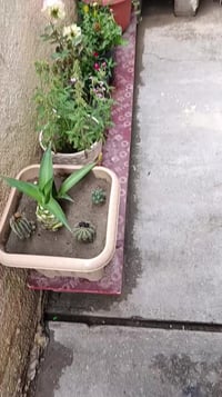 سنادين • ورد جوري • تكريت