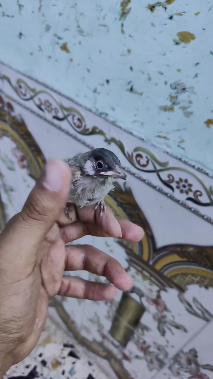 السلام عليكم بلبل للبيع مكاني حي الحسن العسكري الشراي يجي خاص ويدلل


**إذا كنت صاحب هذا الإعلان وتريد حذفه لأي سبب، رجاءا أرسل رسالة إلى الدعم الفني**
