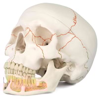 جمجمة كبيرة • مع توصيل