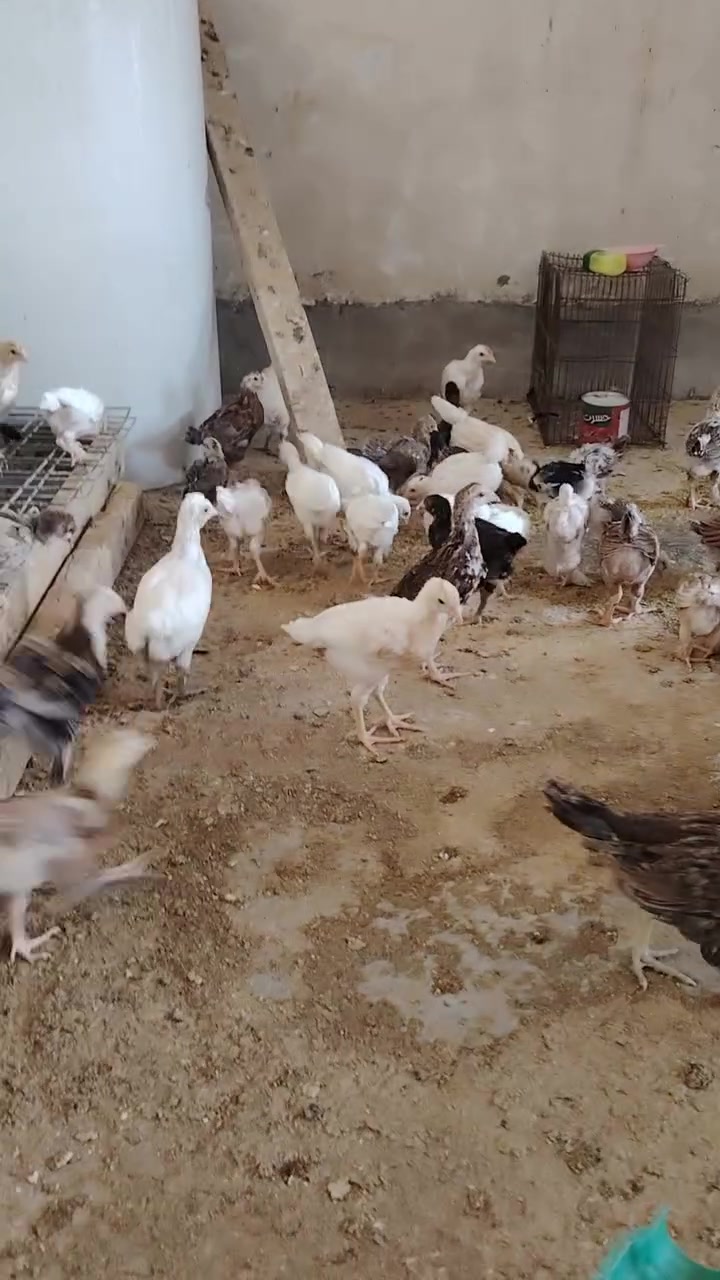 أفراح دجاج عرب عمرهن شهرين للبيع الزوج 12،، *********** مكاني طوز خورماتو
