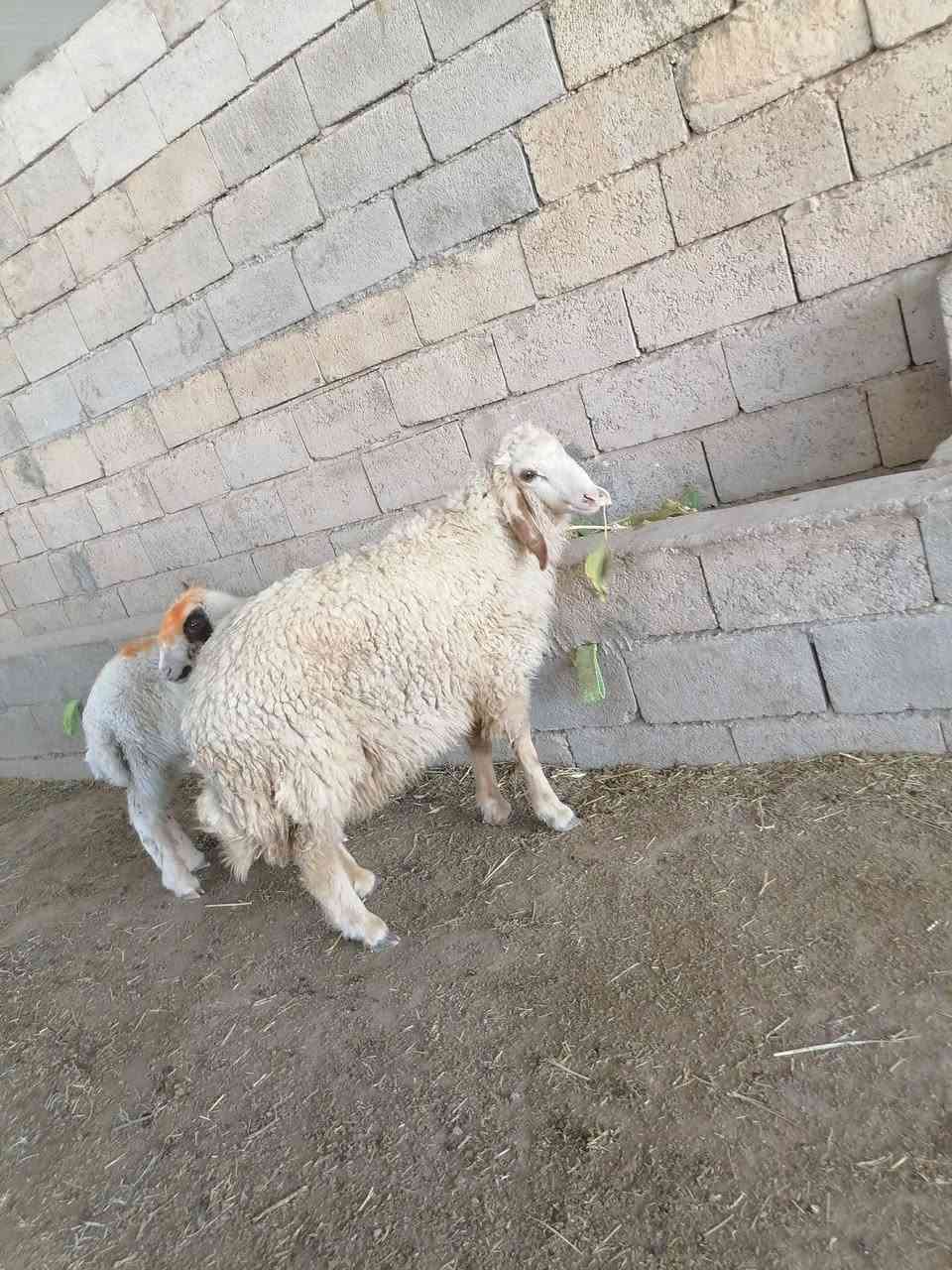 يالله سلام عليكم اخوان طليان العدد ٤ كلهن افحل ثنين نذاريات وثنين خشنات الي يريىدهن هسا يتواصل وياي وبل خدمه المكان واسط الشحيميه قريه 10
*********** 
يالله سلام عليكم اخوان طليان العدد ٤ كلهن افحل ثنين نذاريات وثنين خشنات الي يريىدهن هسا يتواصل وياي وبل خدمه المكان واسط الشحيميه قريه 10

