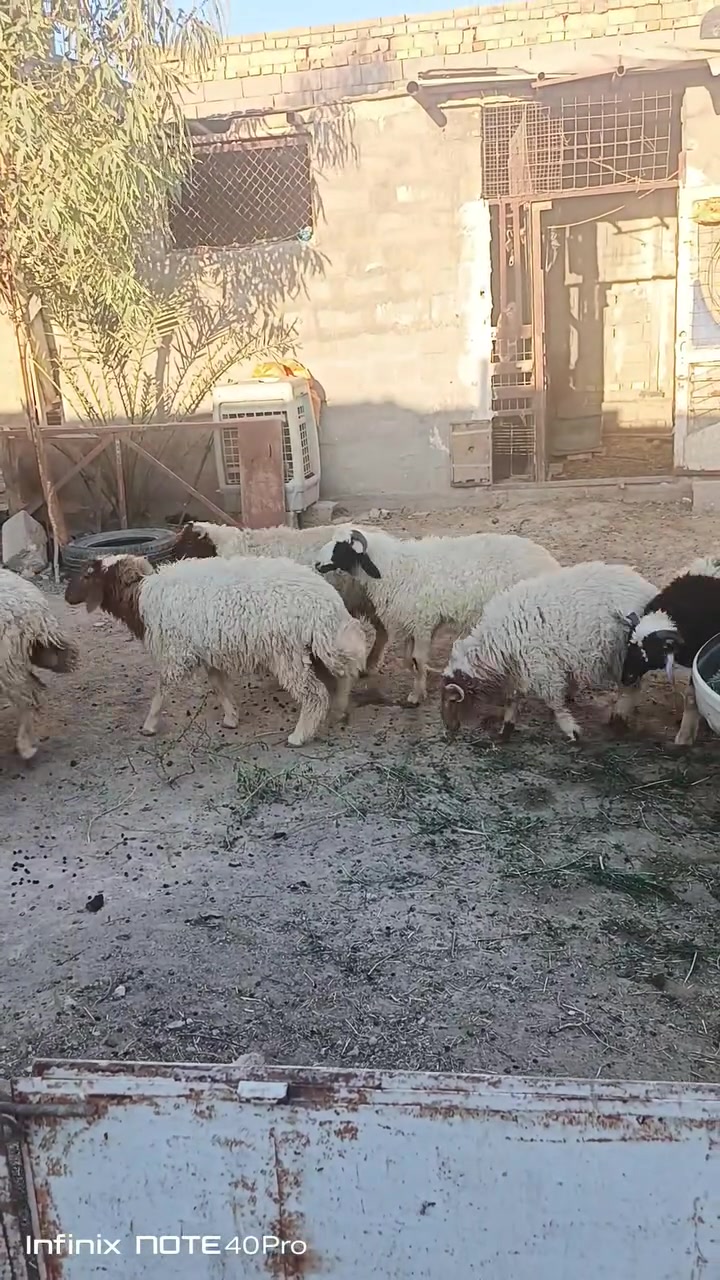 سلام عليكم
حلال نضيف وصاحي و سمان مال رباط و علف  تعبانين علي مثل ماتشوفون الي يريد منهن يدلل *********** متوفر واتساب
عنوان /ناصرية مركز
العدد 10 ذكور اذا كلهن سوه على 400واذا مفرد حسب الاختيار بيهن من 375الف الي 440الف 
والشراي بي خير ويدلل
