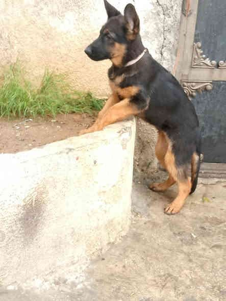 بسم الله انثى شورت هير مستوه ❤️جدآ عالي العمر 3 اشهر لقاح كامل جرع ديدان كامله جواز مياكرو جب كامل الاستفسار على خاص *********** يوجد توصيل جميع محافضات العراق
