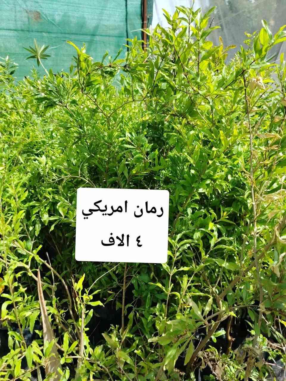 اللهم صلي على محمد وآل محمد
مشتل نعناعه الرفاعي الصوب الاول مجاور جسر المشاة بتجاه السايلو مقابل مدرسة الرقيم الاهليه ***********
