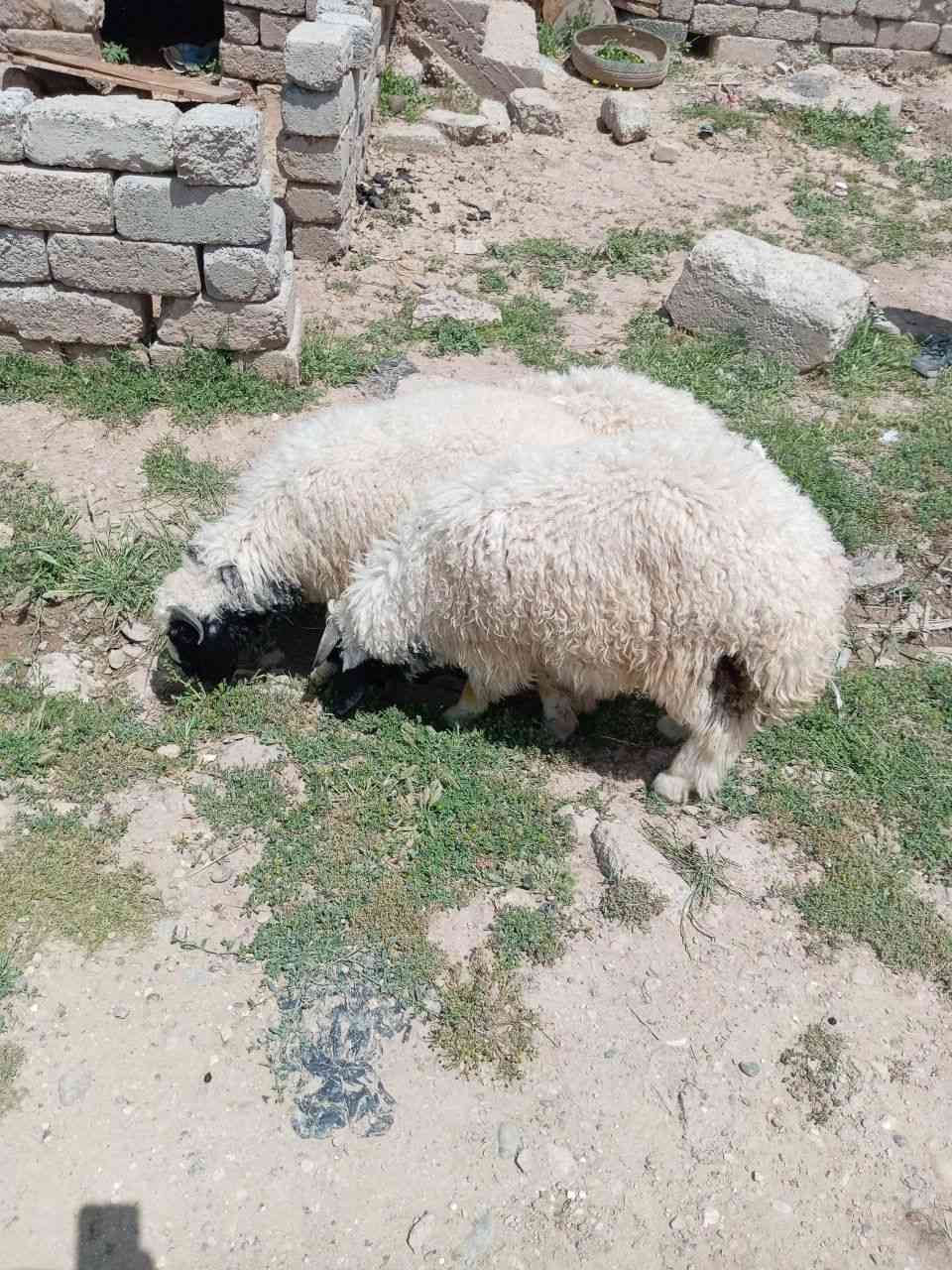 طليان للبيع فول خشنات العدد 3 انضاف رقم وحد فول خشنن يرهم جنيه للدبح شراي يتصل على راقمي ***********. ***********
موصل
