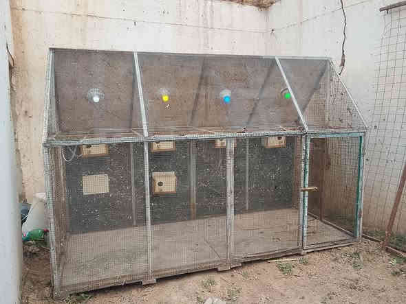 سلام عليكم
قفص حديد ضهره خشب طول مترتين والعرض متره خمسه وعشرين ورتفاع  160سعره 75مكان الطابي واليحب ينتصل على رقم *********** كورك ***********اثير
وليحب يراسني خاص
