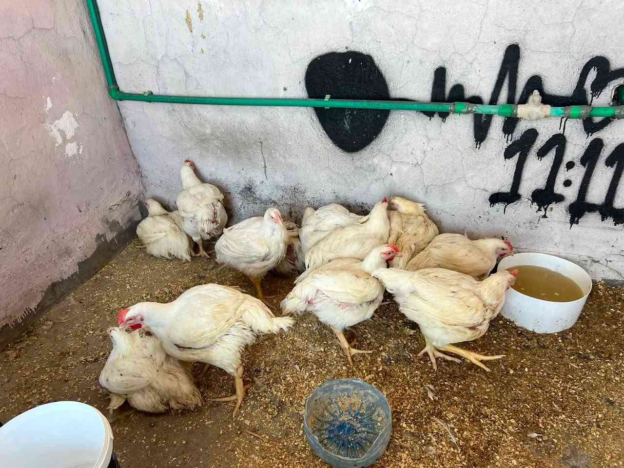 دجاج حي خشن من كيلوين ونص  لحد ٣كيلوات باقيه كميهً قليله موقع ع طريق المحطه مقابيل الغسل أسعار 🔥🔥***********
