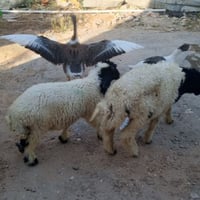 زوج • طوريج • مجال