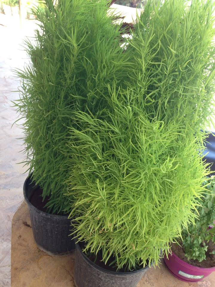 متاح لدينا بذورها بذور نبات كفشة مريم أو مكنسة الجنه
لطلب والحجز واتساب *********** السماوه أو مراسلة الصفحه يوجد خدمة توصيل طلبات داخل السماوه ولكافة المحافظات لباب البيت أنواع البذور الاستوائية النادره
