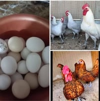 بيض فيومي • ملقح • كرك وهد