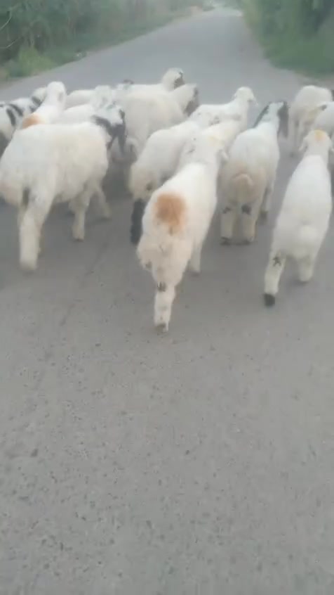 شباب وجبه جديده بسم الله ماشاء الله حلال مكفول رقم واحد العدد 21 حلال كلش حلو 🎋... المكان التاجي المشاهده مدخل الطارميه للاستفسار ***********
***********
