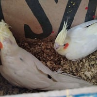 كوكتيل • ليمون • أربيل