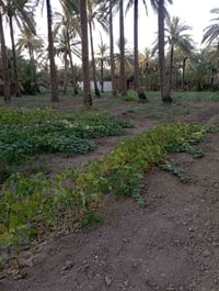 حلة بابل • نصف دونم • قرب سيطرة الاثار