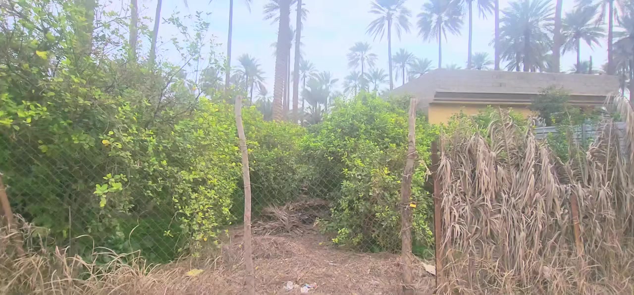 السلام عليكم بستان للبيع العنوان واسط صويره جويميسه الغربيه قرب جامع الصحابه الكرام
واجهيه 17 م
١١٥٠ م المساحه الكليه 
موجود بي 
١١ نخله 
شجر برتقال  اكثر من  ٦٠ شجره  
شجر حامض عدد ٢
شجر لالنكي عدد ٣ 
للاستفسار ***********
