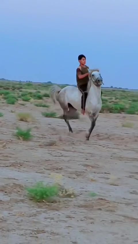 يالله الهم صلي على محمد وال محمد وين عشاكت زين فرس كامله المواصفات فرس عربيه رسن عبيه راس وشليل فرس شرط الخياله والطراد خياله تنومس مكفوله من راسه شليله رتفاع ١٥٢ عمر ٤سنوات عشار ٦تشر فرس واحد عله واحد اسم الفرس العنود مايتعنه زين إله زين  ترهم مراوس  الا ستفسار *********** الأثير بي واتساب *********** المكان الحمزه الغربي اكو توصيل
