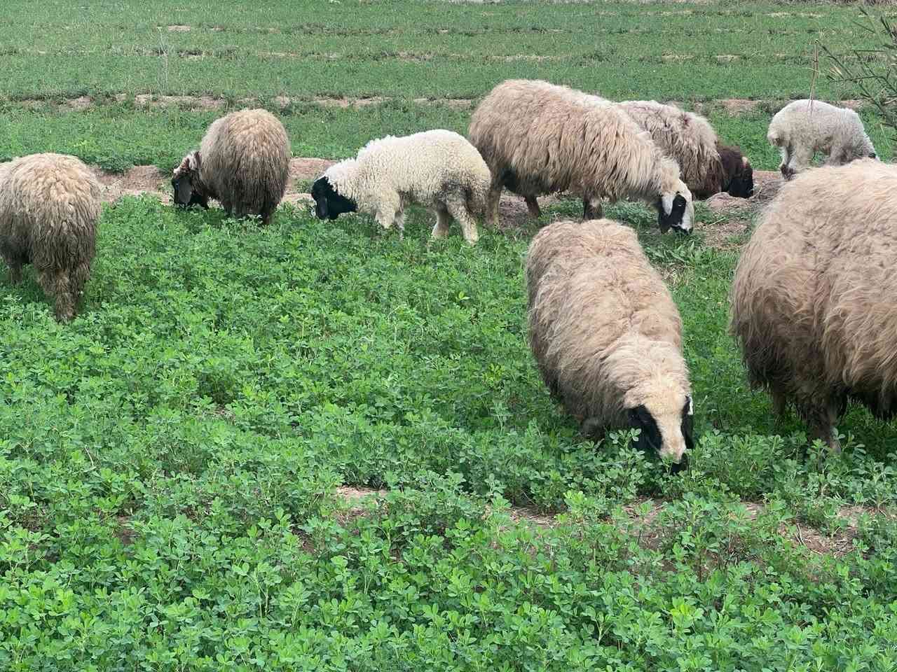 للبيع 3نعاج مطافيل  وحده وراهة فحل وثنين وراهن نثاية نعاج ام اول وثاني بطن مكفولات وشرط النصاحة وياهن الفحل مالتهن وياهن 3وراجين صغار المكان العبايجي
***********بي واتس اب الشراي يتصل ويدلل
