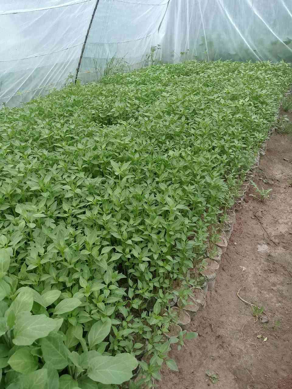 السلام عليكم يوجد شتل بيدنجان وفلفل صابع ومدعبل ناحيت نمرود قريت النايفه ***********
