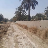 ارض للبيع – 5 دونم نخيل! 🌟 📍 الموقع: الجعارة، قريب على الشارع العام 📞 ...