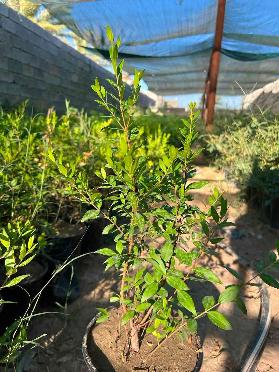 ✅ ياس عراقي
نبات خارجي دائم الخضره يتحمل درجات الحراره العالية  سعر الشتله الفين دينار فقط  موجود جمله ومفرد  

كنعان مجاور محطه ازاد 

***********
