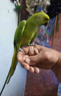 غبغاء دره عمره ست اشهر العنوان ستت اشهر مكان شهداء البياع تصال 0786572...