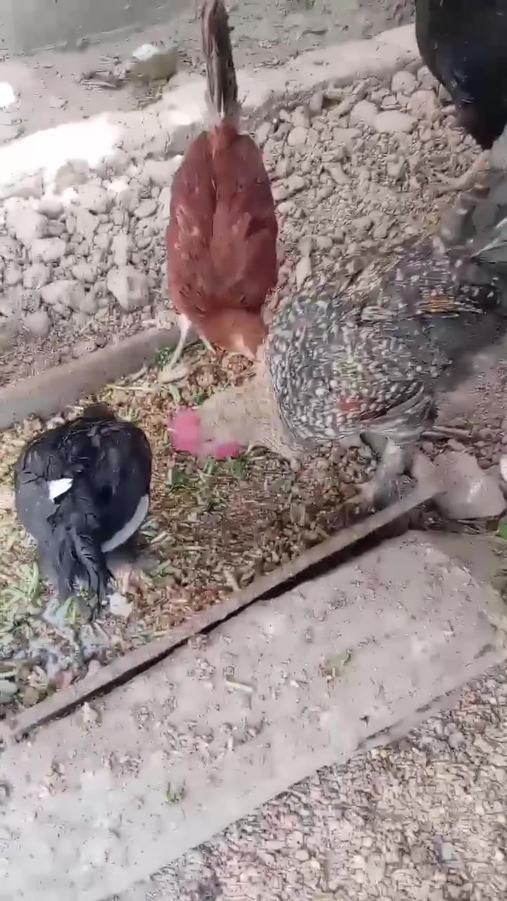 ٤ فراريج 25 قفل بلدروز الحي العسكري


**إذا كنت صاحب هذا الإعلان وتريد حذفه لأي سبب، رجاءا أرسل رسالة إلى الدعم الفني**