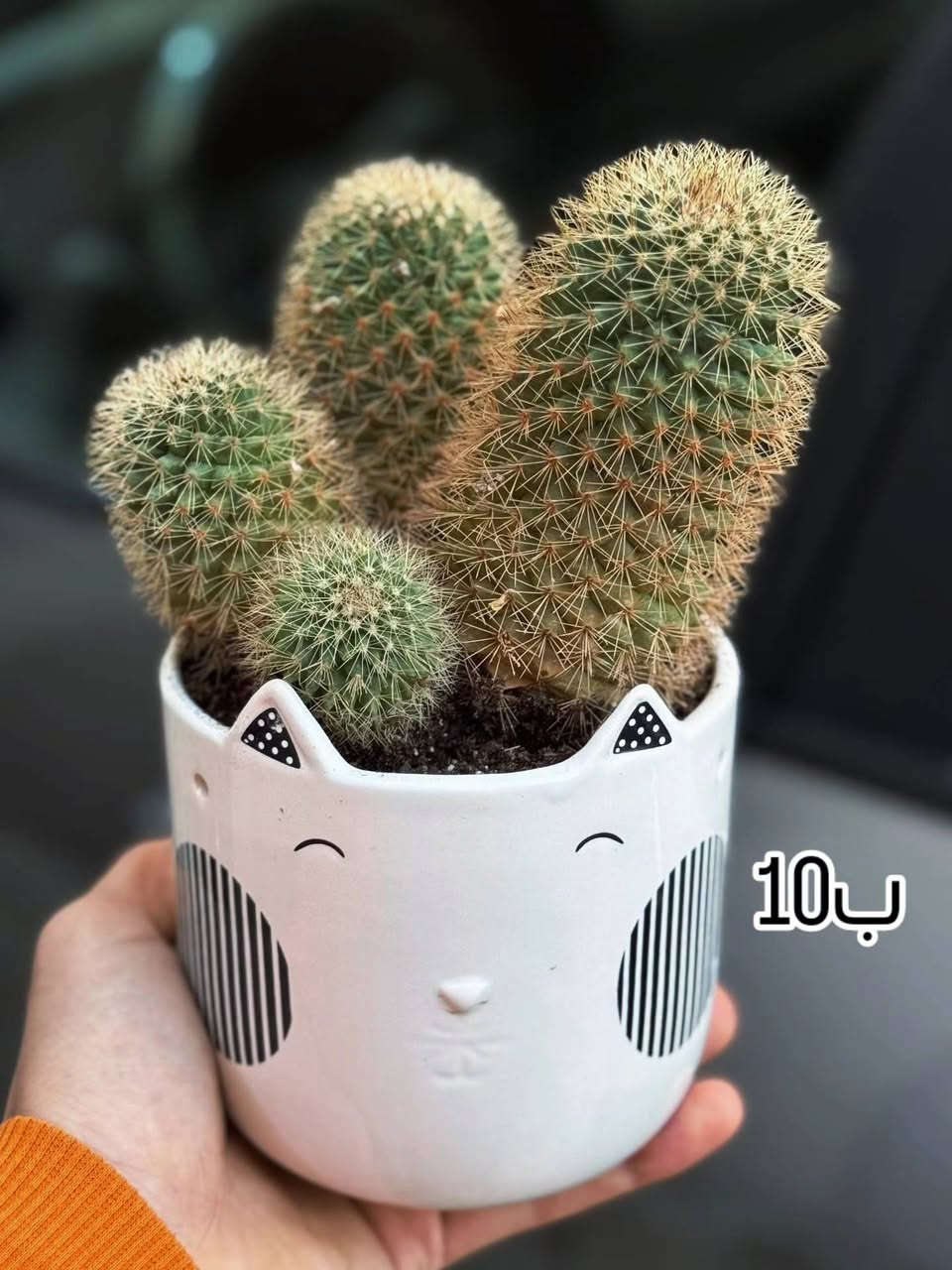 متوفر توصيل جميع محافظات العراق 🚕
لأي استفسار أو طلب راسلنا خاص 📩


**إذا كنت صاحب هذا الإعلان وتريد حذفه لأي سبب، رجاءا أرسل رسالة إلى الدعم الفني**