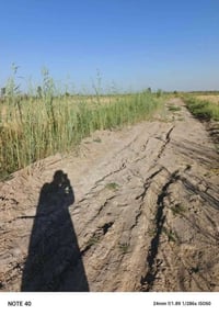 ٥ دونم • سند زراعي يتحول بالطابو • قرية كويخات