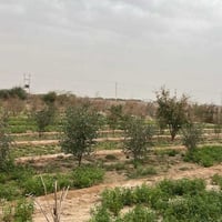 مكلف بالنشر هذا رقم راعيه 07839480242 مزرعة 4 دوانم مسيجة بلوك بية مشت...