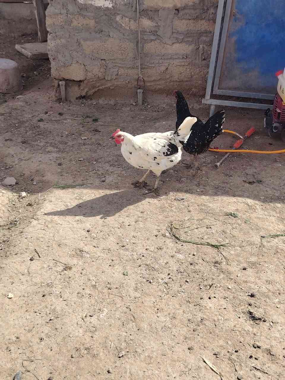 للبيع
***********
