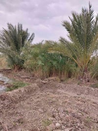 دونم ونص • الجمالية • معمل غاز الطف