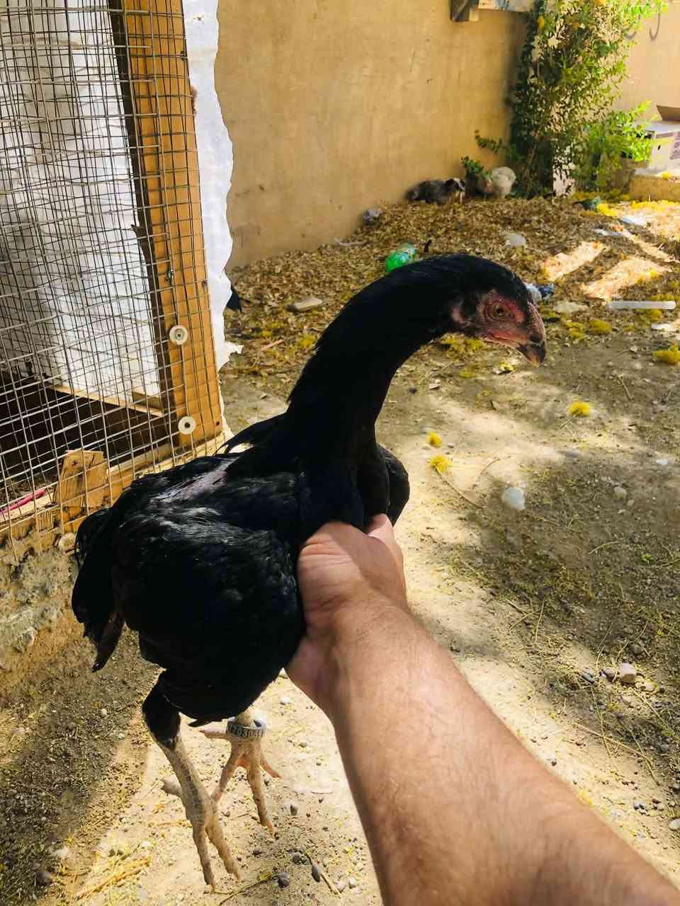 5 جوجکەی ئەڵمانی هەزاز ماشاللە ماڵەکە دیارە پیویست بەوسف ناکات سێ بار و دووبارۆکە تەمنی دوو مانگ ونیوو ژ.م ***********
