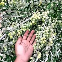 غراس زيتون • اربيكانا • كورناكي