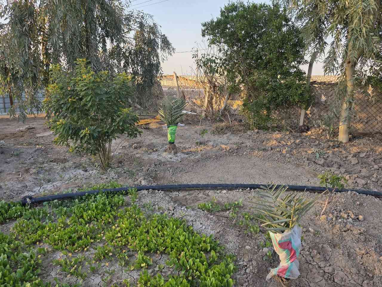 مزرعه للبيع 4 دوانم وجها  ع تبليط تبعد عن طريق الدغارة ديوانيه 700 متر// بيه مشتمل سند 25 بيها اجازه بستنه   خلف مطعم 🍴 واثق قرب معمل الزفت***********
