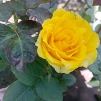 ورد جوري • عراقي ومستورد • كنعان محطة ازاد