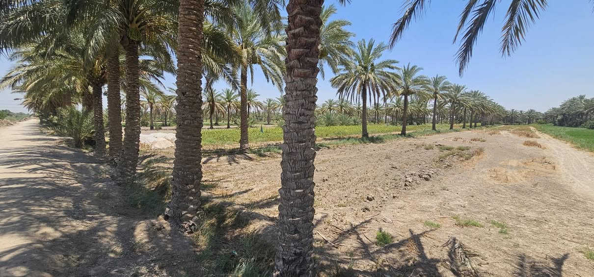 #للبيع_10دونم
🔸️ارض بمساحة 10 دوانم زراعي 
تحتوي على اكثر من 200 نخله ملون 
🤚 ملاحظة بالامكان بيع نصف الارض
ـــــــــــــــــــــــــــــــــ
🔸️ الموقع حله ابي غرق جسر سيد ادريس 
تبعد عن الشارع العام مسافة كيلو 
كامل خدمات
ـــــــــــــــــــــــــــــــــ
للاستفسار يرجى الاتصال/*********** زيد الدليمي
                                    *********** محمد الطائي 

🔸️نستقبل جميع العروض.
